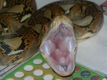 Het. Albino Mouth Shot