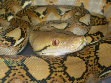 Het. Albino Retic