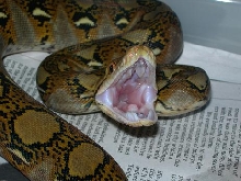 Het Albino Retic Teeth