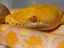 Lavender Albino Close Up
