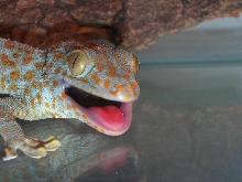Tokay Mouth