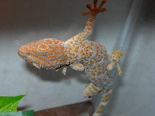 Tokay Gecko