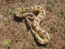 Enchi