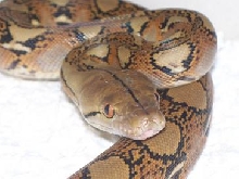 Retic Head Study
