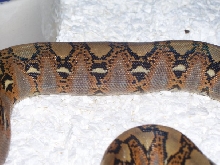 Side Photo of my Het. Albino