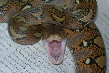ahhh bite!