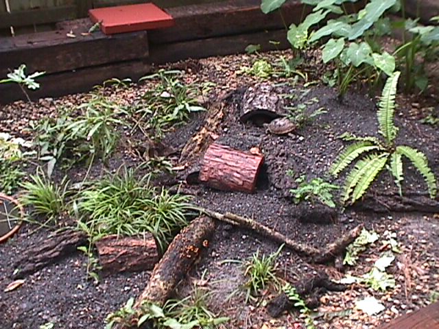 Turtle Pen