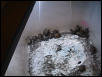 Baby Boxies 1