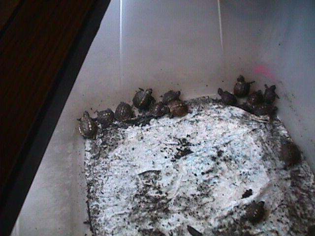 Baby Boxies 1