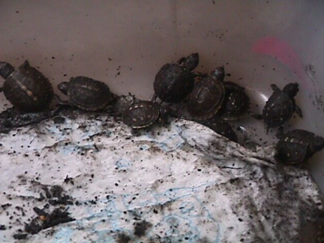 Baby Boxies 3