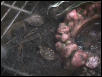 Baby Boxies 7