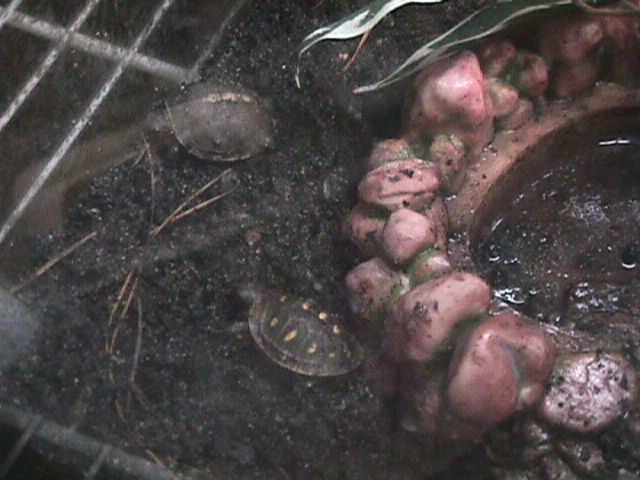 Baby Boxies 7