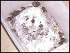 View of Baby Boxies