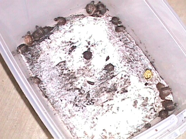 View of Baby Boxies