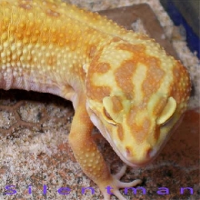 cute head