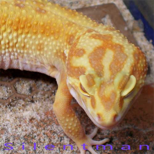 cute head