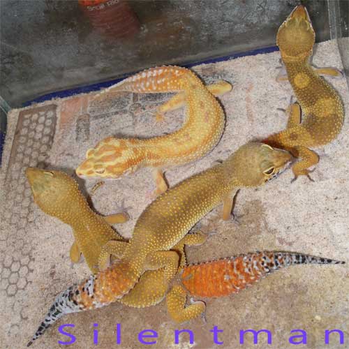 all my geckos 1 male 3 female