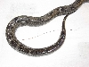 Tail Stripe