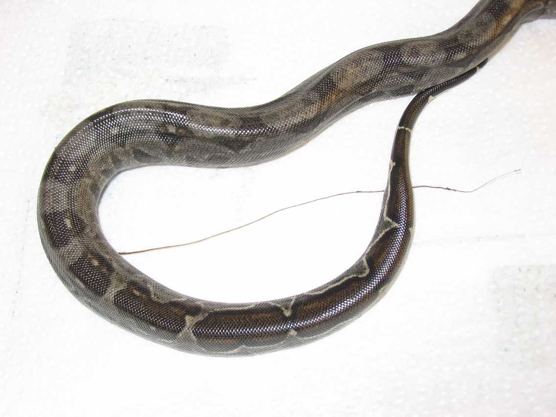 Tail Stripe