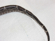 Striped Tail