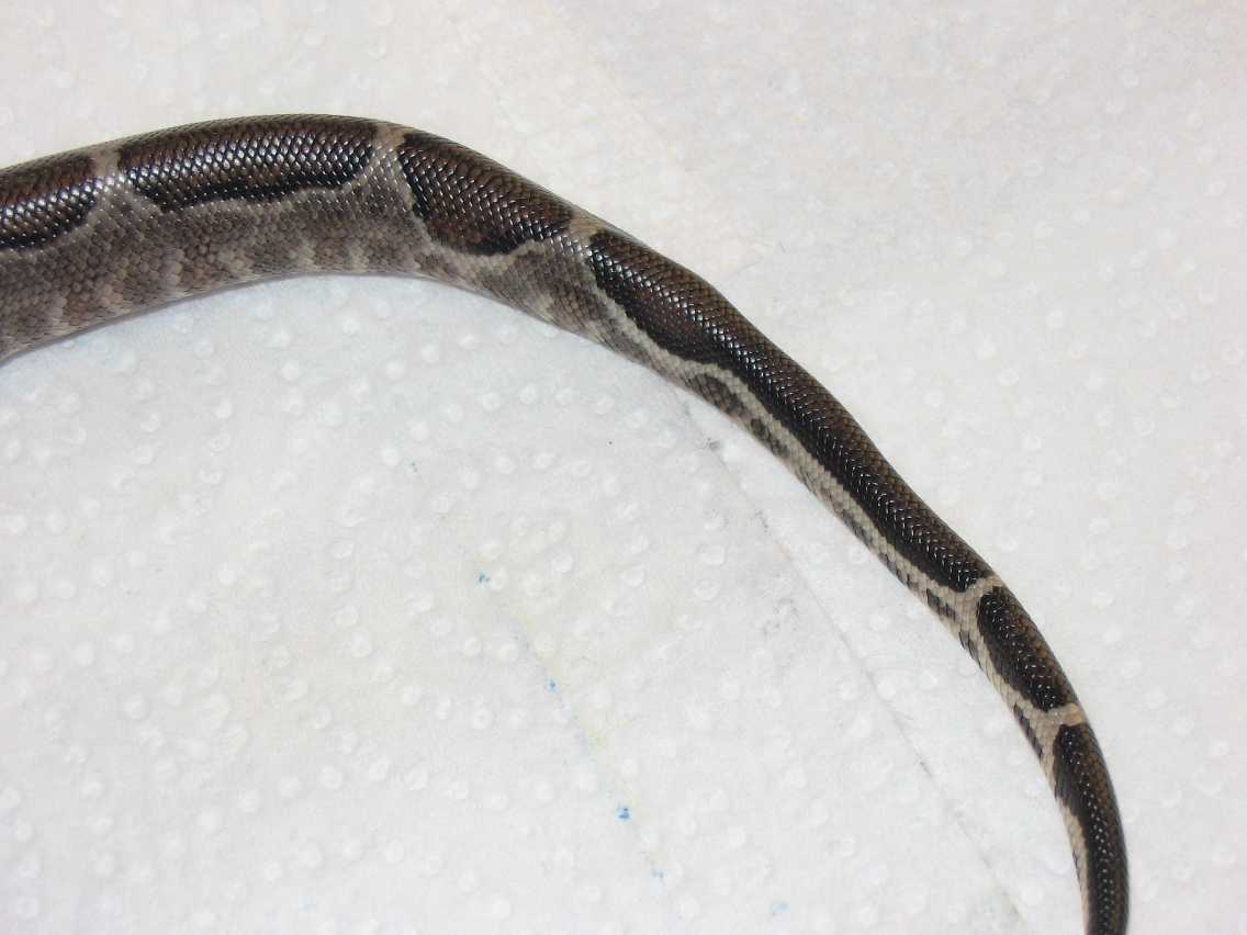 Striped Tail