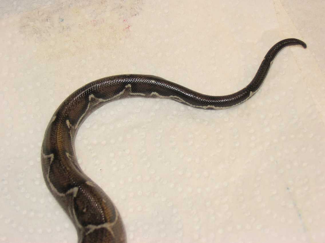 Nice tail stripe