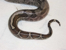 Reverse and Tail Stripe