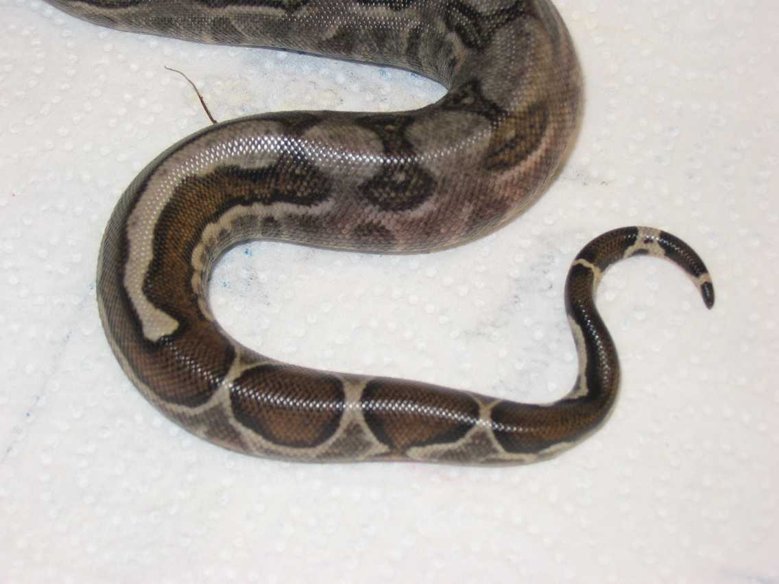 Reverse and Tail Stripe