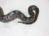Another tail stripe