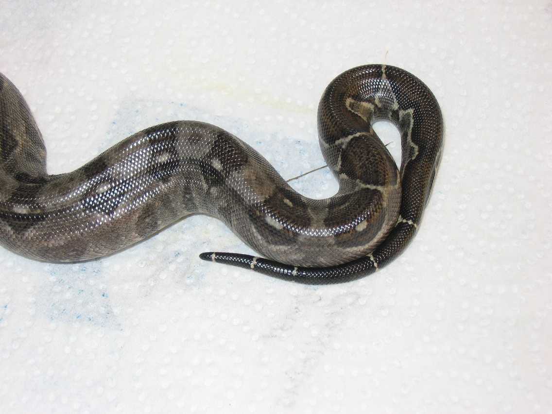 Another tail stripe