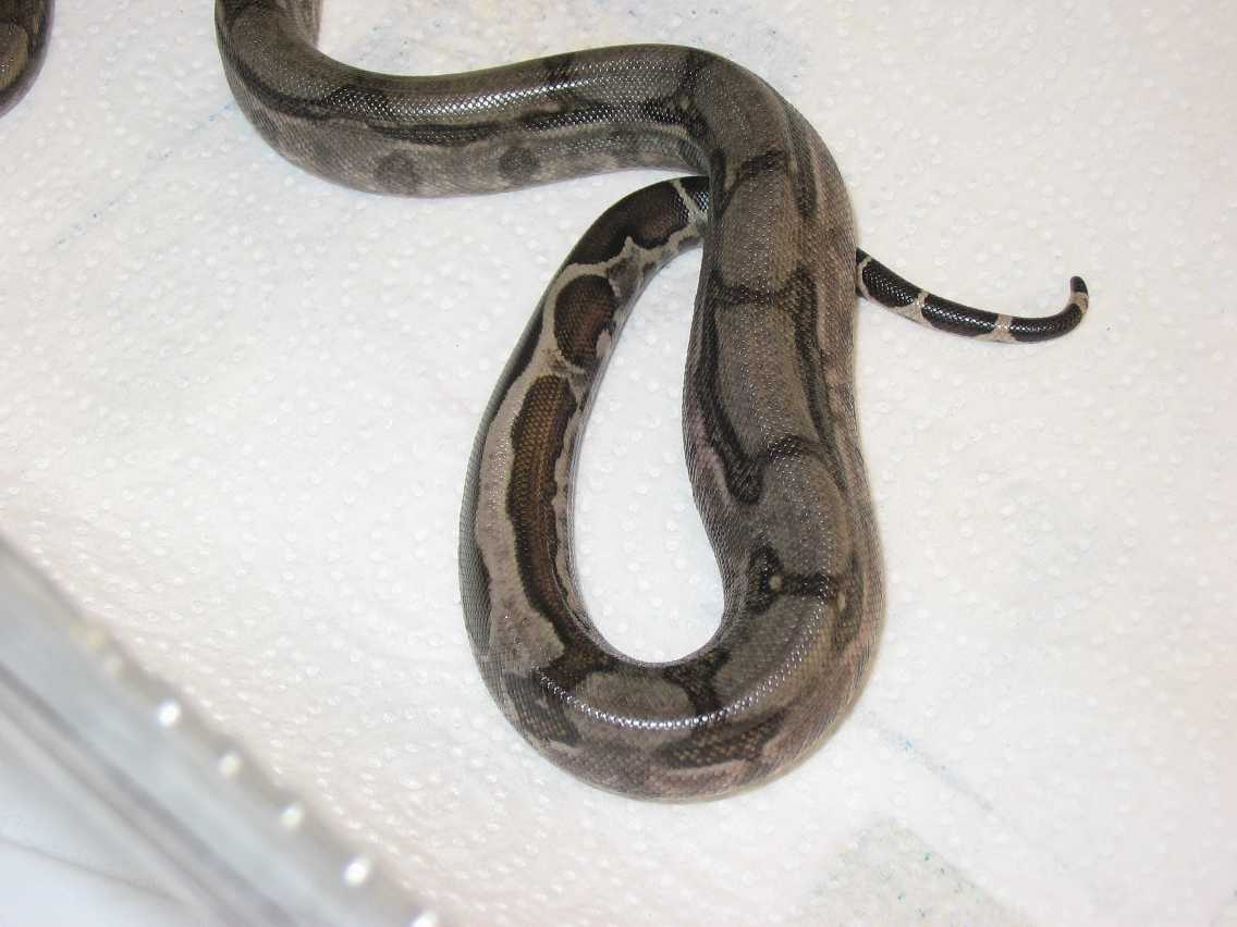 Side and Tail