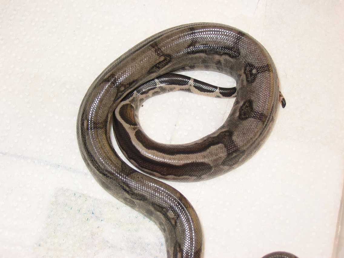 Reverse Stripe
