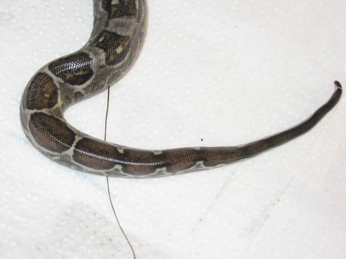 Sweet Tail Stripe