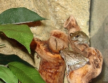 Cope's Grey Tree Frogs Star and Lily