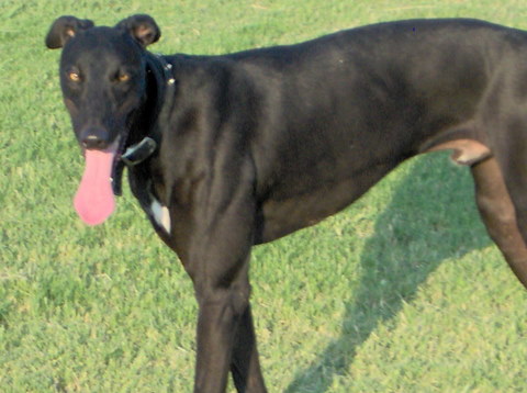 Jet