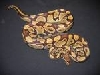 Healthy Ball Python