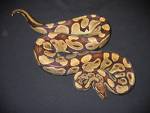 Healthy Ball Python