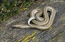 Golden Boa