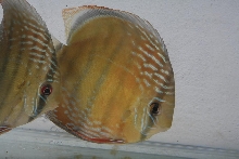 Wild Discus