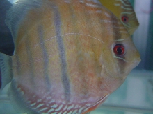 Rare wild discus