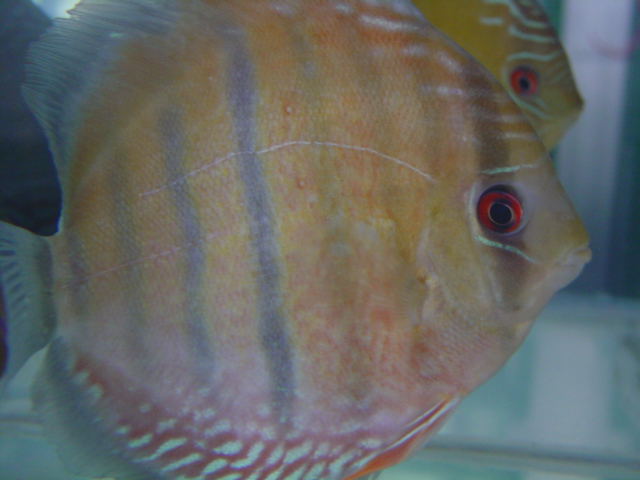 Rare wild discus