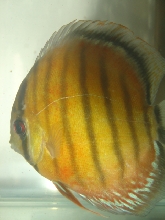 Discus