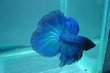 Betta