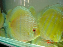 Wild Discus