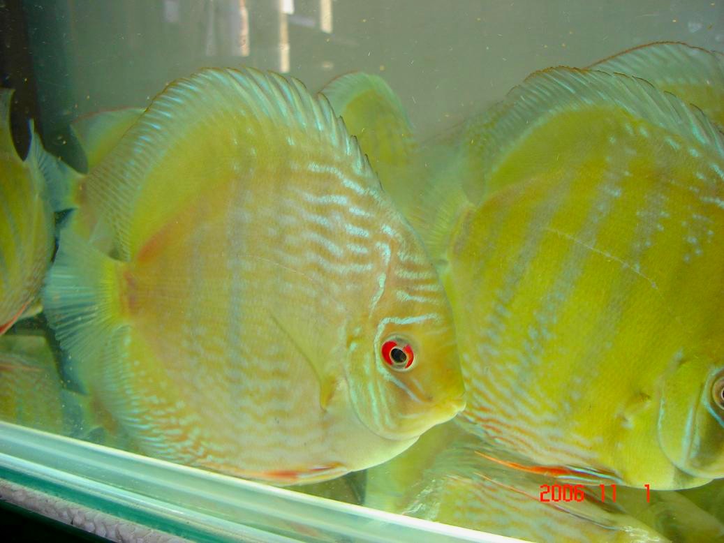 Wild Discus