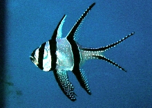Saltwater - Austin Aquariums
