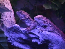 bearded dragons
