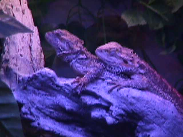 bearded dragons