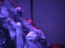 bearded dragons