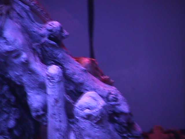 bearded dragons